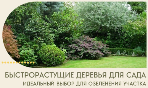 Быстрорастущие деревья для сада идеальный выбор в Гагарине
