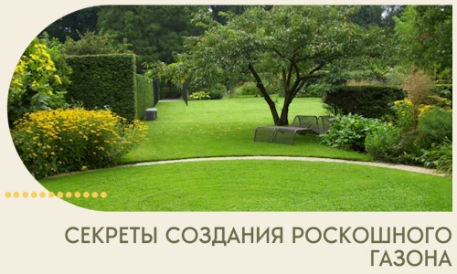 Секреты создания роскошного газона в Гагарине